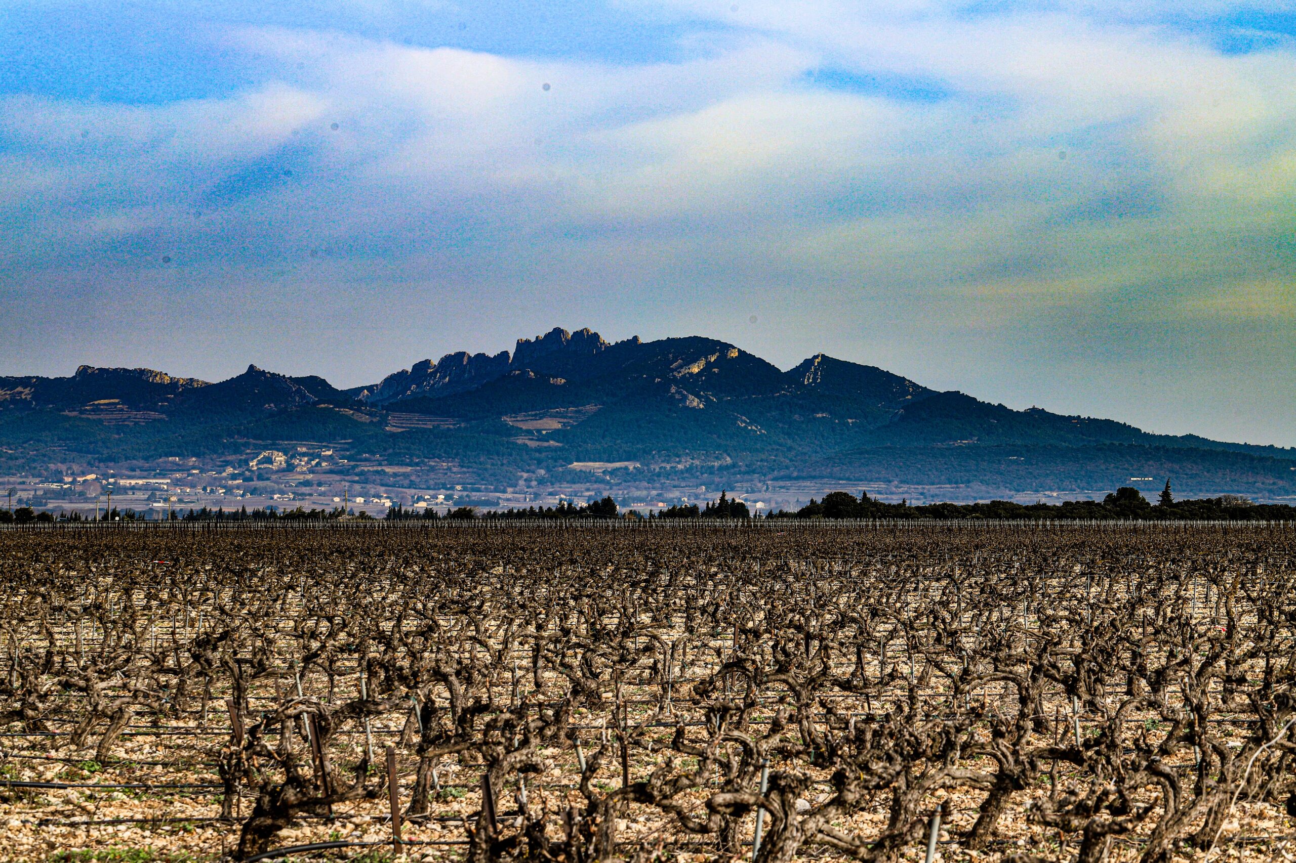 Vigne en Plan de Dieu